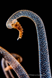 My favorite subject ... Alicia mirabilis, night dive, 60 ... by Marco Gargiulo 